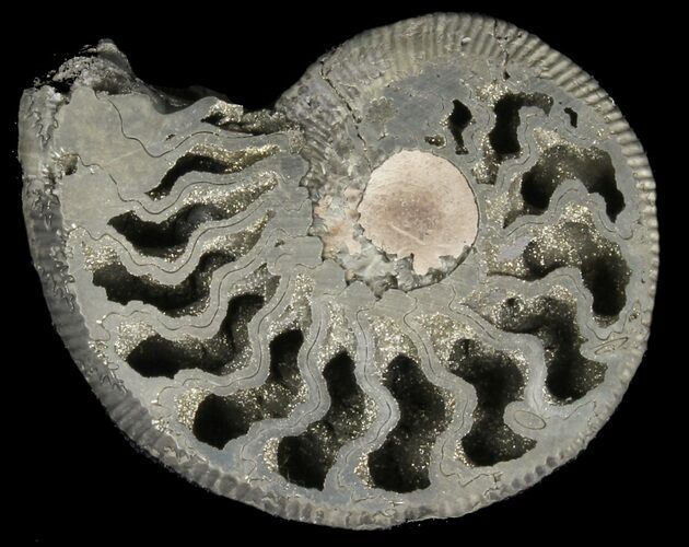 Pyritized Kosmoceras Ammonite Fossil - Sliced #38985